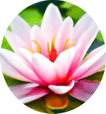 Transzendentale Meditation Kassel